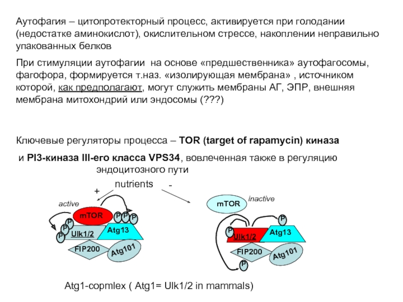 Аутофагия это. Механизм аутофагии. Аутофагия процесс. Регуляция аутофагии. Аутофагия при голодании.