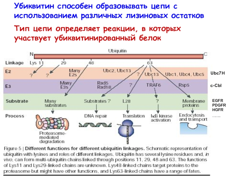 Цепь образована. Типы цепочек реакций. Убиквитин зависимая система. Двухкомпонентные регуляторные системы. Цепочка определений.