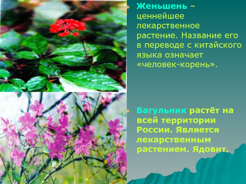 Названия книг название растений. Лекарственные растения из красной книги. Лечебные растения из красной книги. Лечебные травы из красной книги. Лечебные растения красной книги России.