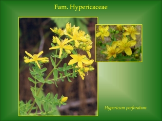 Hypericum perforatum