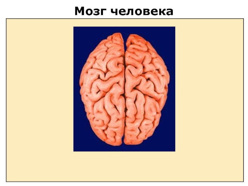 Человек мозг человека презентация 4 класс 8 вид