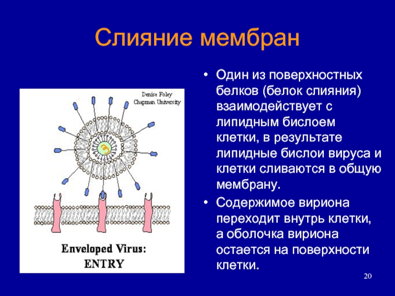 Белки вирусов. Слияние мембран вирусы. Слияние оболочки вируса с клеточной мембраной. Слияние мембраны вируса с мембраной клетки. Белок слияния вируса это.