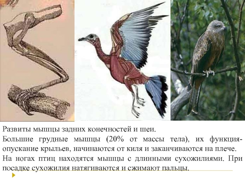 Для чего служит киль у птиц. Мускулатура птиц. Мускулатура конечностей птиц. Задние конечности птиц. Мышечная система птиц.