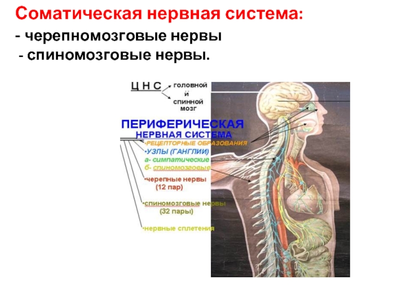 Работа соматической нервной системы подчинена воле человека. Соматическая нервная система. Соматическая нервная система система. Функции соматической нервной системы. Нервы соматической нервной системы.