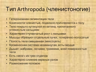 Тип Arthropoda (членистоногие)