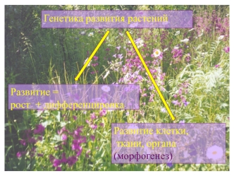 Генетика развития растений. Меристемы растений