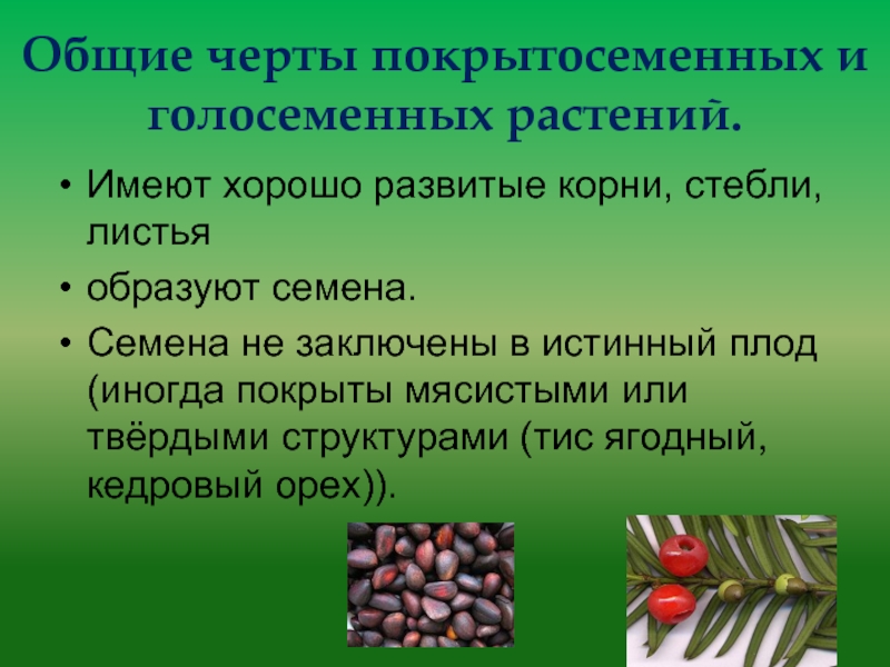 Семена защищены околоплодником у голосеменных или покрытосеменных