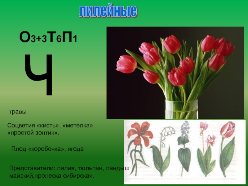 Формула о3 3т3 3п1. Лилейные:о3+3т3+3п1. Соцветие тюльпана. Тюльпан вид соцветия. О3+3т6п1.