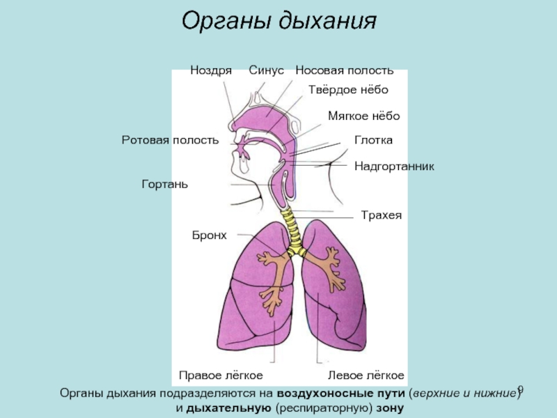 Воздухоносные пути строение трахеи. Воздухоносные дыхательные пути. Верхние воздухоносные пути. Воздухоносные органы дыхания. Орган дыхания орган воздухоносные пути.