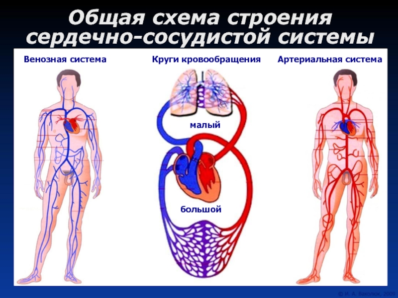Сердечно сосудистая система рисунок - 92 фото