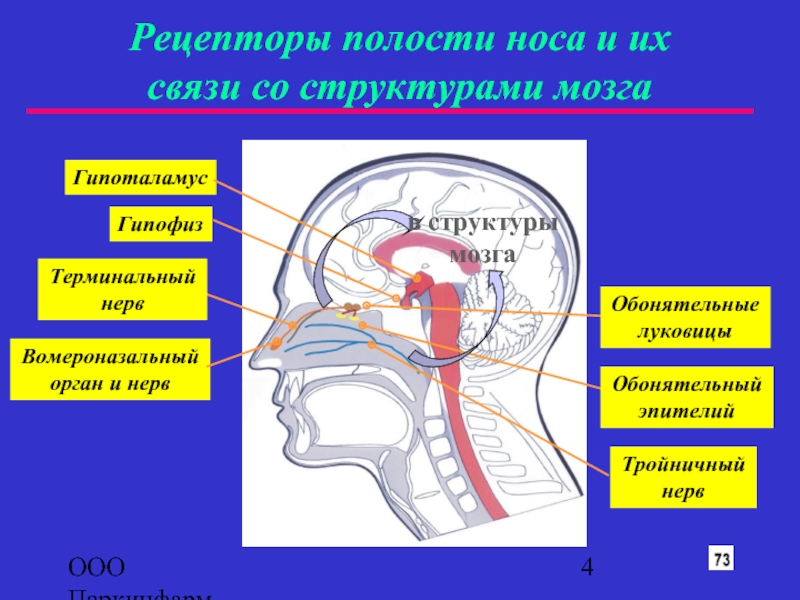 Нос и головной мозг. Вомероназальный орган строение. Рецепторы полости носа. Рецептортв носовой поло.