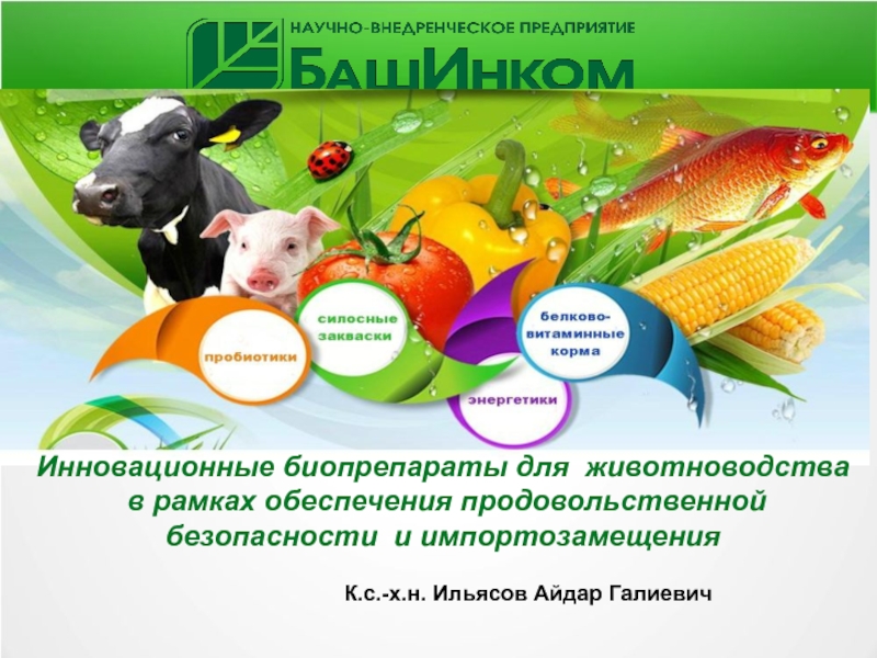 Инновационные биопрепараты для животноводства  в рамках обеспечения продовольственной безопасности и импортозамещения К.с.-х.н. Ильясов