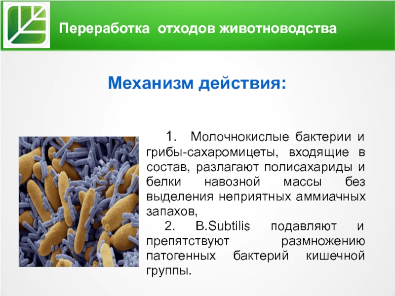 Переработка отходов животноводства Механизм действия:   1. Молочнокислые бактерии и грибы-сахаромицеты, входящие в состав, разлагают полисахариды