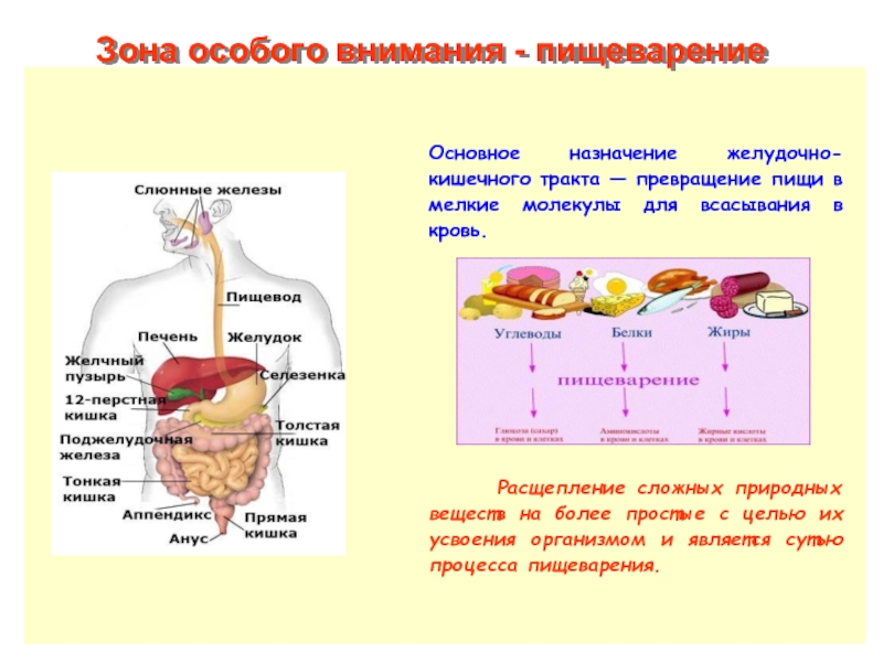Пищеварительный процесс человека. Пищеварение расщепление веществ. Питание и пищеварение. Превращение питательных веществ в организме. Превращение питательных веществ в органах пищеварения.