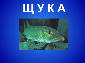 Щ У К А