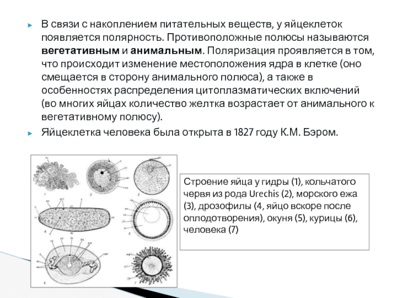 Динамическая схема образования яйцеклеток