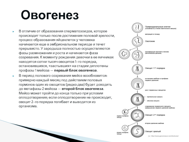 Установите последовательность этапов овогенеза образование ооцитов. Блоки овогенеза. Овогенез схема с БЛОКАМИ. Период роста овогенеза. Процесс овогенеза.