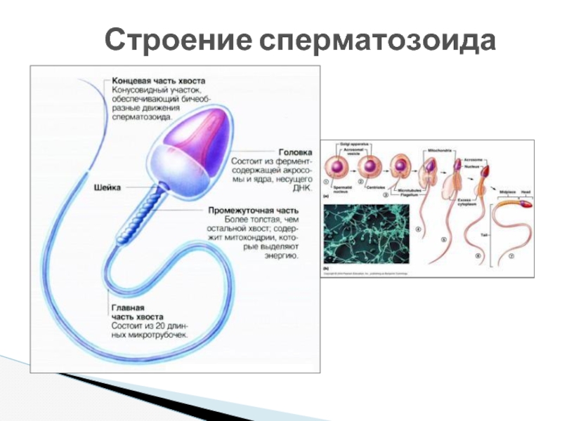 Схема строения спермия