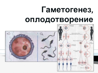 Гаметогенез, оплодотворение. Онтогенез