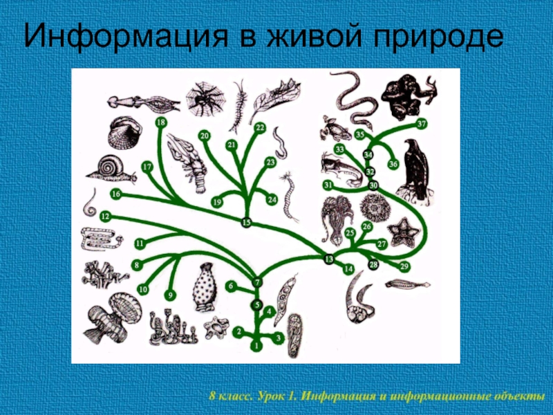 Начальный этап развития жизни биология. Эволюция живых организмов. Эволюционное развитие это в биологии. Развитие живой природы. Дерево эволюции.
