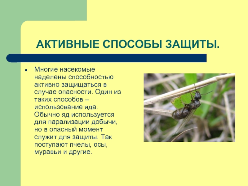 Адаптация насекомых к сезонным изменениям. Способы защиты насекомых. Защитные приспособления насекомых. Способы защиты насекомых от врагов. Методы охраны насекомых.