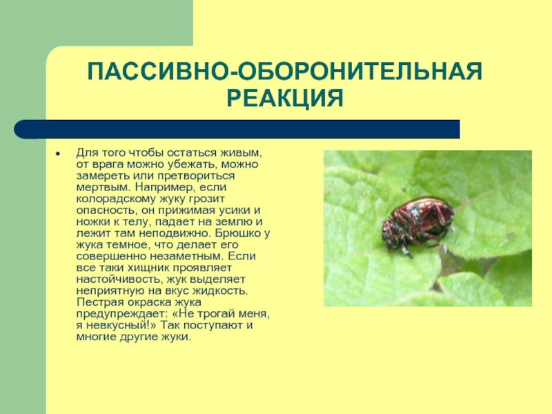 Адаптация насекомых к сезонным изменениям. Защита насекомых от врагов. Способы защиты насекомых. Адаптации насекомых к сезонным изменениям в природе презентация. Средства пассивной защиты у животных.