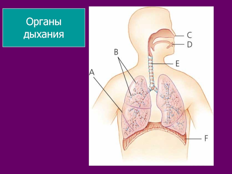 Презентация на тему дыхательная система