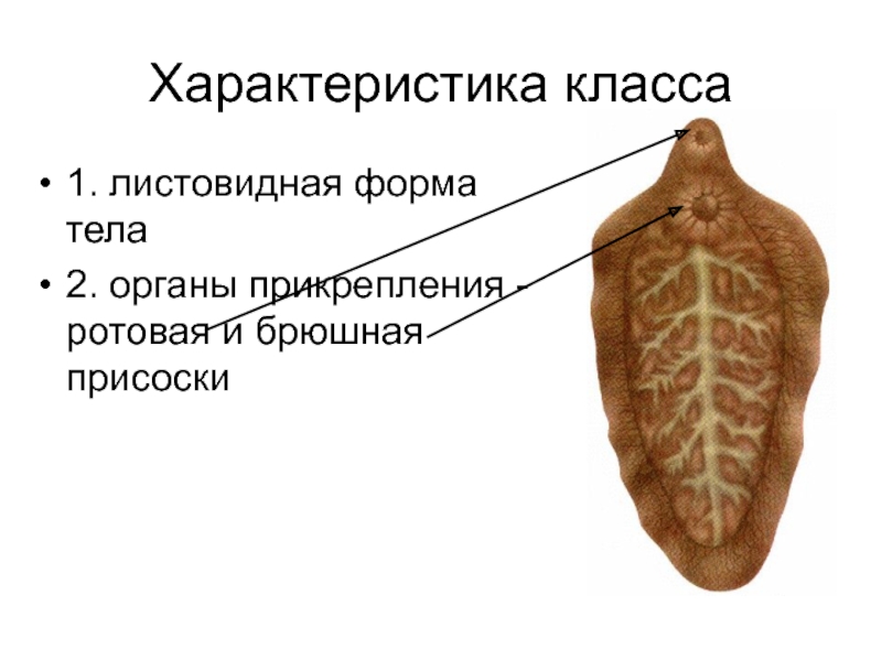 Листовидная форма червей