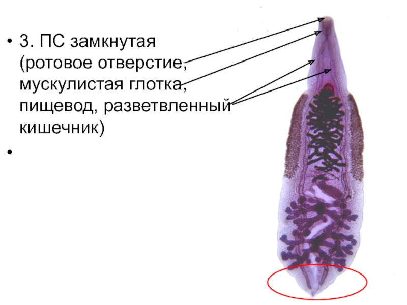 Ротовое отверстие червя. Ротовое отверстие. Медицинская гельминтология Тип плоские черви. Что представляет собой ротовое отверстие. Глотка развернутый кишечник ротовое отверстие червь.