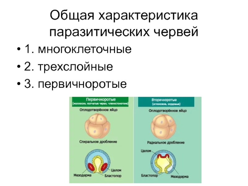 Первичноротые. Трехслойные Первичноротые животные. Первичноротые и вторичноротые организмы. Первичноротые и вторичноротые схема. Различия эмбрионального развития первичноротых и вторичноротых.