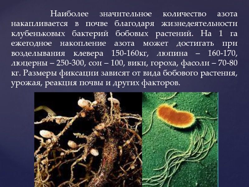 Какие организмы способны усваивать азот. Роль клубеньковых бактерий в природе. Клубеньковые бактерии роль в жизни человека. Клубеньковые бактерии в природе и жизни человека. Симбиоз бобовых и клубеньковых бактерий.