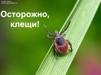 Осторожно: клещи