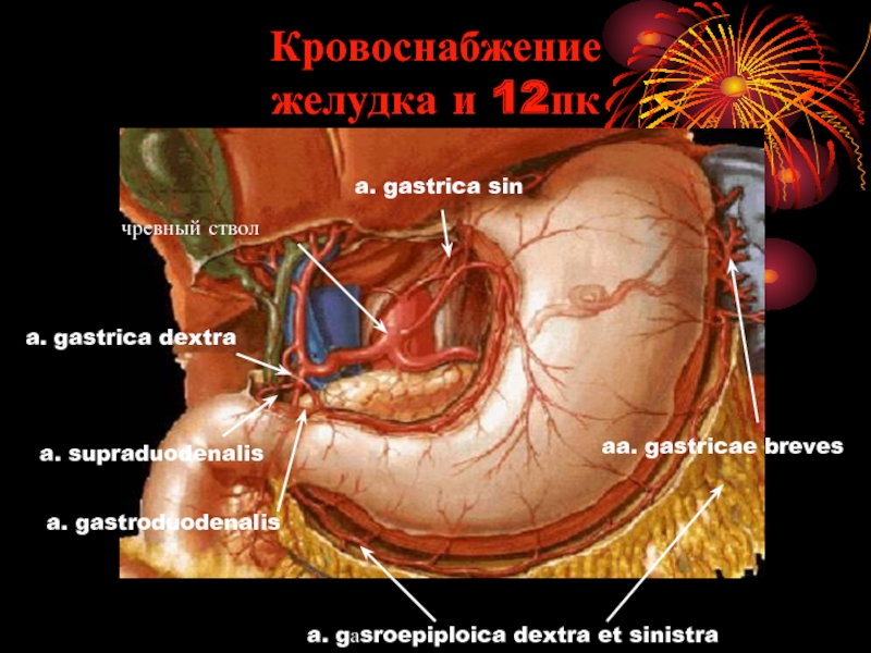 Презентация кровоснабжение желудка