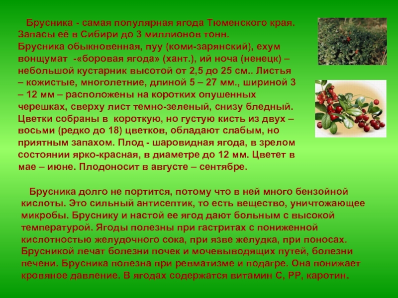 Во саду брусника рассказ. Интересные факты о бруснике. Сообщение о бруснике. Брусника и ее полезные свойства. Проект Сибирские ягоды.