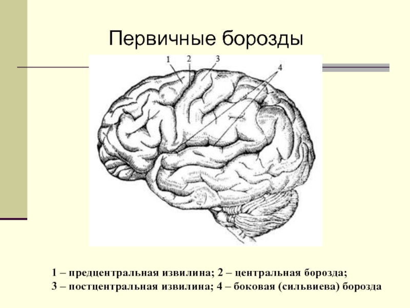 Рисунок мозга с извилинами