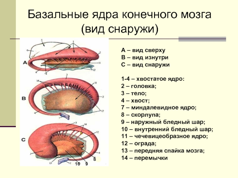 Ядра мозга. Базальные ядра конечного мозга анатомия. Конечный мозг базальные ядра структуры. Базальные (подкорковые) ядра конечного мозга. Базальные ядра строение и функции.