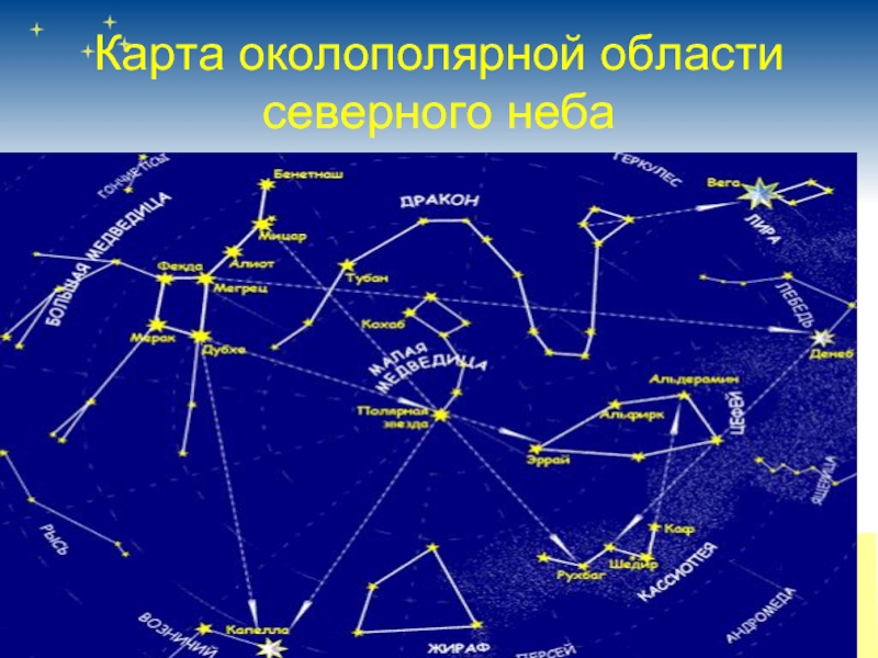 Большая медведица карты. Звезды созвездия Цефей. Малая Медведица на карте звездного неба. Большая Медведица малая Медведица Кассиопея дракон. Карта звездного неба большая Медведица и Кассиопея.