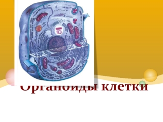 Органойды клетки