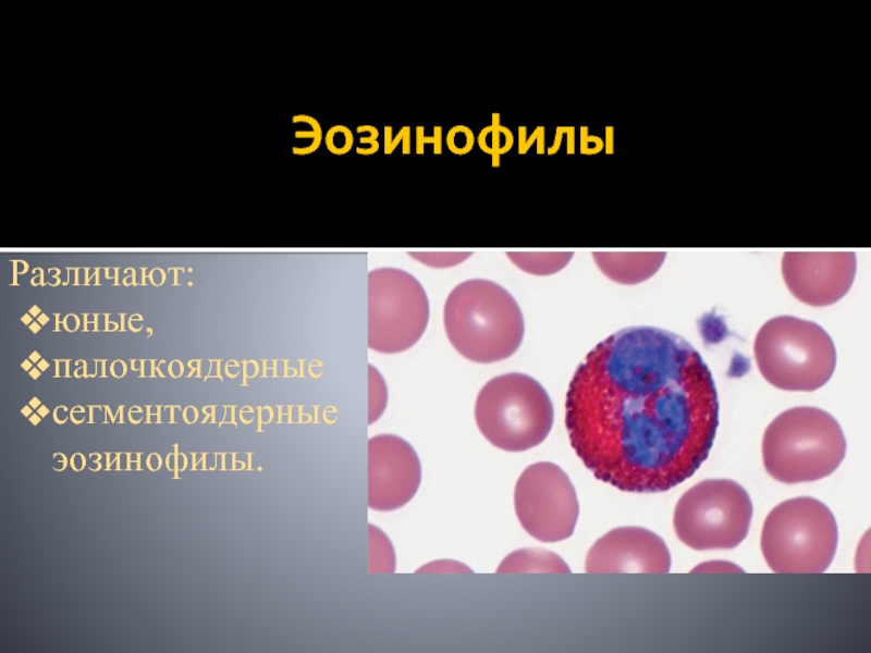 Эозинофилы в слизистой. Палочкоядерный эозинофил. Палочкоядерные сегментоядерные. Сегментоядерные эозинофилы это.