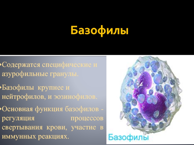 Зернистость эозинофилов. Базофилы строение. Базофилы строение и функции. Азурофильные гранулы базофилов.