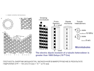 Энергизация микротрубочек