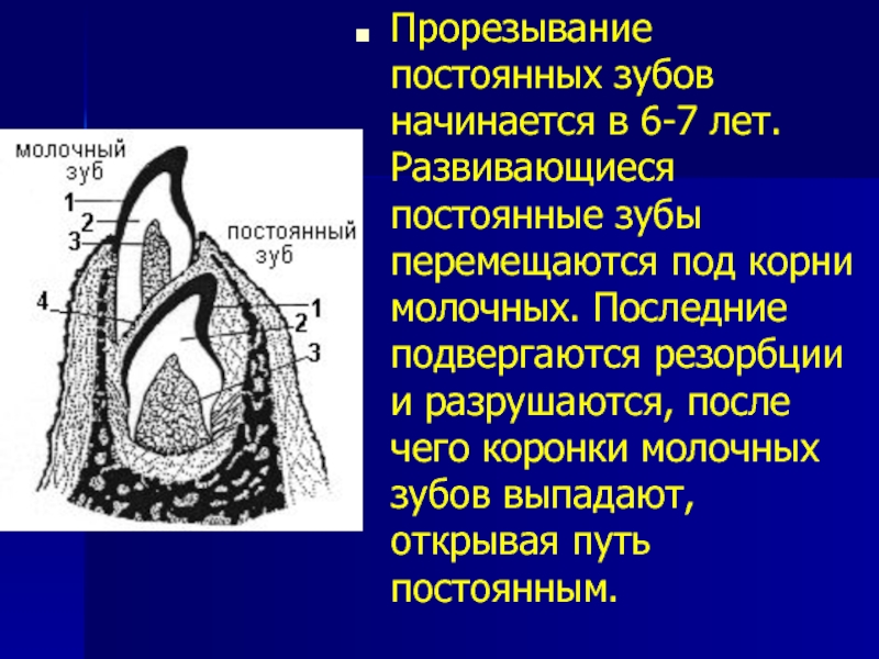 Гистология зуба презентация