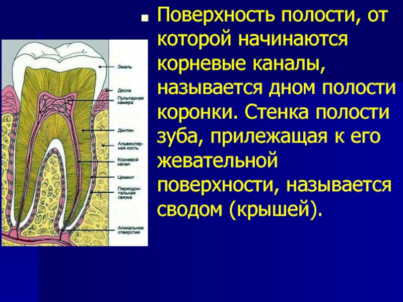 Гистология зуба презентация - 86 фото