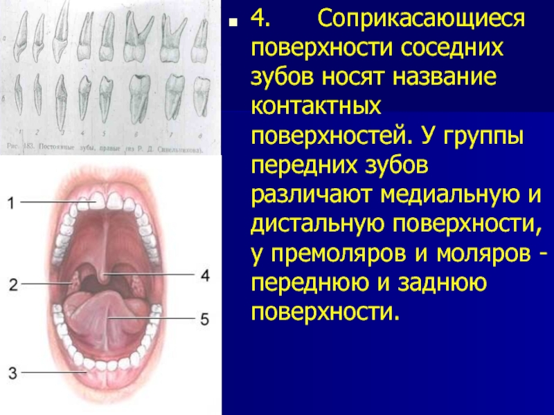 Фронтальные зубы это какие зубы фото