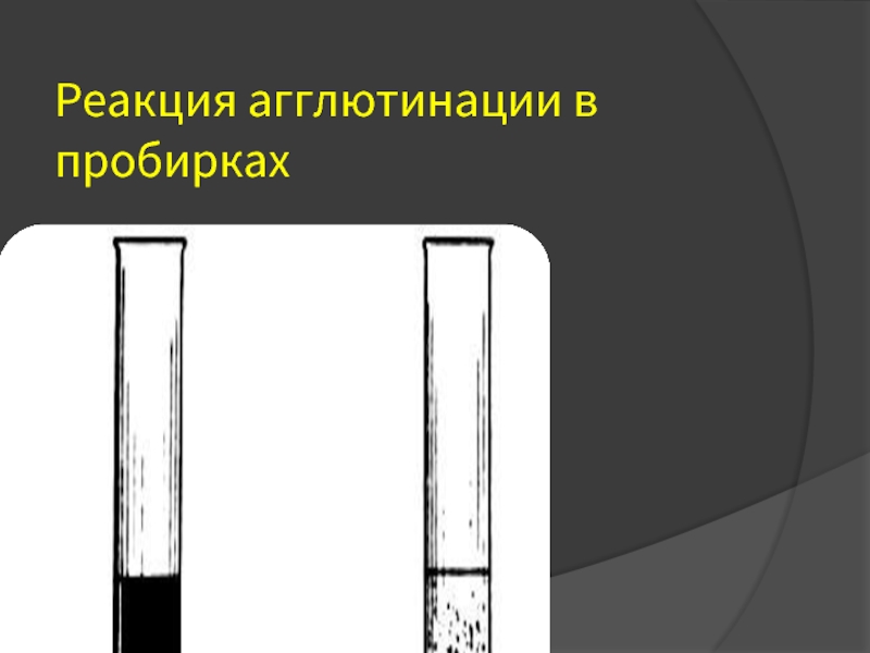 Реакции в пробирке. Реакция агглютинации в пробирках. Развернутая реакция агглютинации в пробирках. Пробирочная реакция агглютинации фото. Контрольные пробирки для реакции агглютинации.