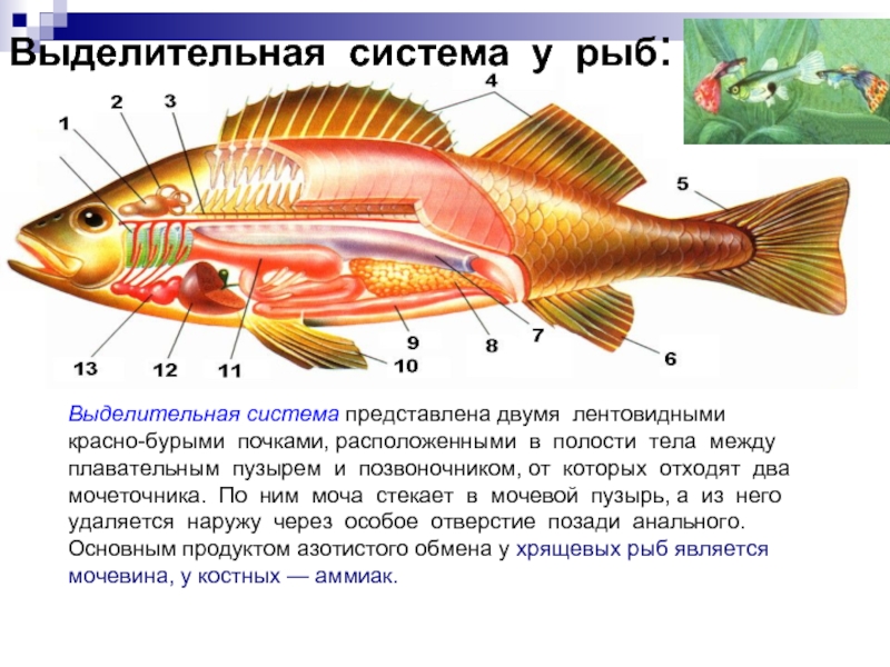 Рыба какой организм. Выделительная система рыб. Строение выделительной системы рыб. Система органов выделения у рыб. Органы и особенности и функции выделительной системы рыб.