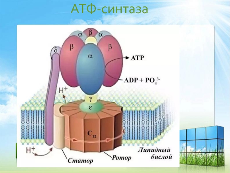 Фермент атф синтаза. Строение АТФ синтазного комплекса. Комплекс дыхательной цепи АТФСИНТАЗА. АТФ синтаза в митохондрии. Схема строения АТФ синтазы.