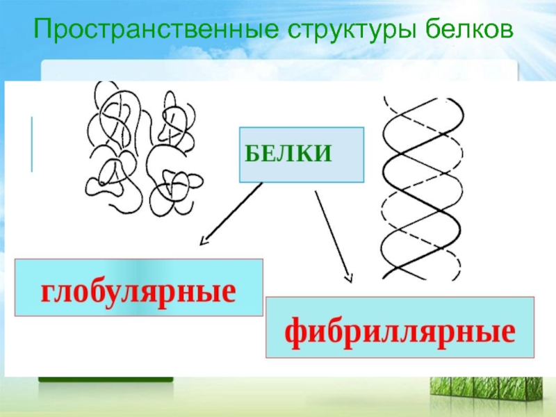 4 организации белка. Пространственная структура белков. Структуры белка. Пространственное строение белков. Пространственная структура белков белков.