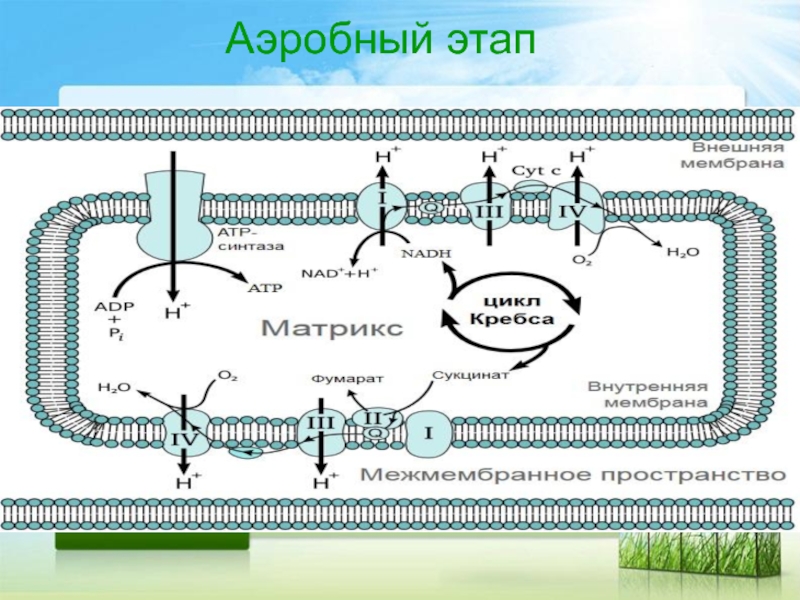 Аэробное соединение. Схема аэробного метаболизма в клетках микроорганизмов. Внутриклеточный метаболизм. Этапы аэробных организмов.