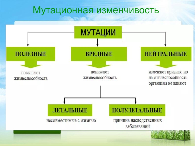 Типы изменчивости. Изменчивость классификация форм изменчивости. Основные формы мутационной изменчивости. Мутационноеизменчивасть. Мутационная изменчивй.